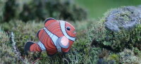 Clownfisch - 3D Karton Figuren Modellbausatz